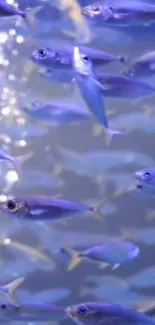 Vibrant blue fish swimming in an underwater scene.