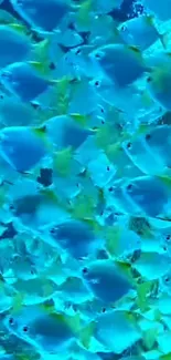 A school of vibrant blue fish swimming in the ocean, creating a mesmerizing background.