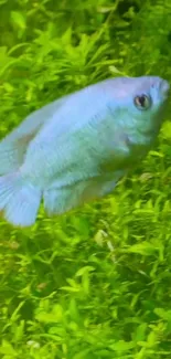 Blue fish swimming in lush green aquatic background wallpaper.