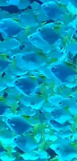 Vibrant blue fish swimming in a lively underwater scene.