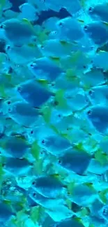 Wallpaper of vibrant school of blue fish underwater.