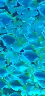 Vibrant teal blue fish swimming underwater, creating a stunning aquatic display.