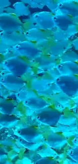 Vibrant school of blue fish swimming in the ocean.