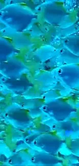 A vibrant school of blue fish swimming underwater.