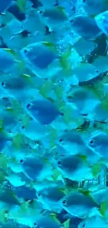 Vibrant blue fish swimming in serene ocean wallpaper.