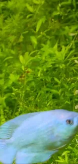 Blue fish swimming in lush green plants wallpaper.