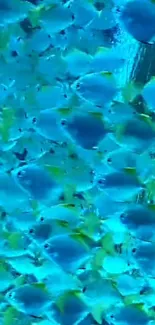 Vibrant blue fish swim in an underwater scene.