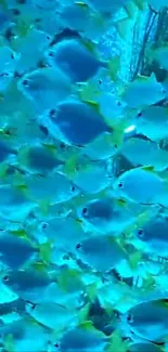 Vibrant blue tropical fish swimming in a serene ocean scene.