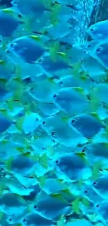 A vibrant wallpaper of blue fish swimming underwater.