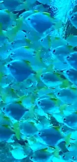 A school of vibrant blue fish swimming underwater, creating a tranquil scene.