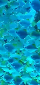 Vibrant blue fish swimming underwater, creating an ocean-themed mobile wallpaper.