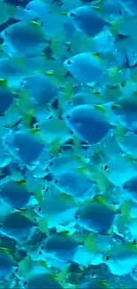 A vibrant underwater scene with blue tropical fish swarming.