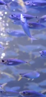 A lively school of blue fish swimming underwater.