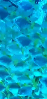 Vibrant blue fish swimming in clear water, creating a calming aquatic scene.