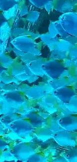 Vibrant blue fish swimming in ocean wallpaper.