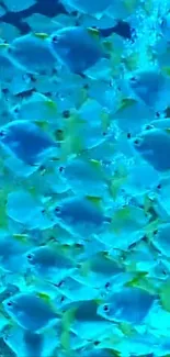 Vibrant school of blue fish in ocean background wallpaper.