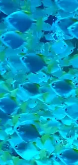 Vibrant blue fish swimming in an underwater scene with a cyan background.