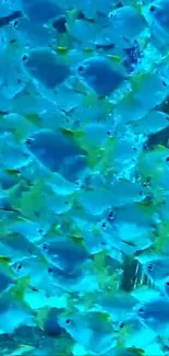 Vibrant swarm of tropical fish in a cyan underwater display.