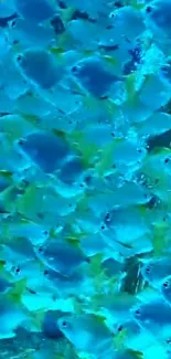 School of vibrant blue fish swimming in the ocean.