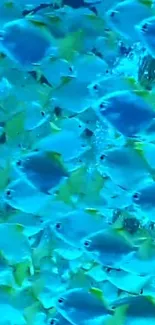 A vibrant school of blue fish swimming in the ocean.