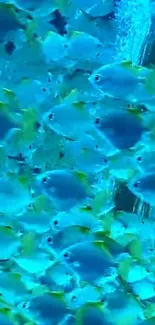 Vibrant wallpaper of blue fish in the ocean