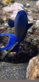 Stunning blue fish with vibrant tail swimming underwater.