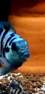 Vibrant blue fish swimming in an aquarium.