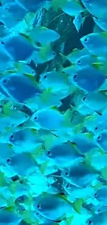 Vibrant school of blue fish underwater.