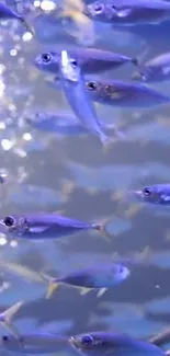 Vibrant blue fish swimming in a serene underwater scene.