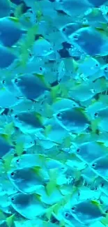 Vibrant blue fish swimming underwater in a mesmerizing marine scene.