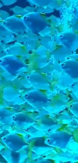 A vibrant school of blue and yellow fish in the ocean, perfect for mobile wallpapers.