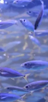 Vibrant school of blue fish swimming underwater.