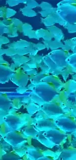 Vibrant blue fish swimming underwater wallpaper