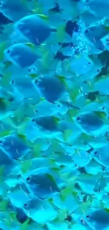 A vibrant wallpaper of blue fish swimming in the ocean.