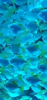 Vibrant school of blue fish swimming in the ocean background.