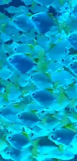 A captivating school of blue fish with yellow tails swimming underwater.