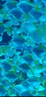 School of vibrant blue fish swimming underwater.