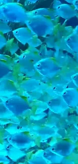 Vibrant blue fish swimming in the ocean.