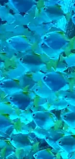 School of vibrant blue fish in a mesmerizing underwater setting.