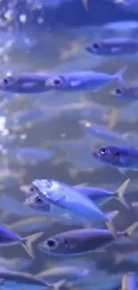 A vibrant blue fish school swimming underwater.