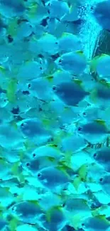 School of blue fish swimming in vibrant underwater scene.