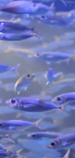 Blue fish swimming in a serene underwater scene.