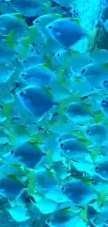 Vibrant blue fish swimming in harmony, creating a serene underwater scene.