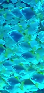 Colorful school of fish swimming in a vibrant blue ocean background.