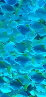 Vibrant school of blue fish swimming underwater.