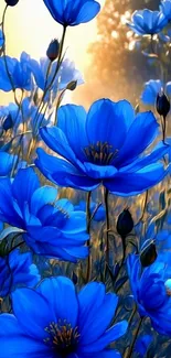 Vibrant blue daisies creating a stunning mobile wallpaper.