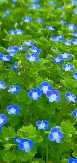 Vibrant blue flowers with lush green leaves