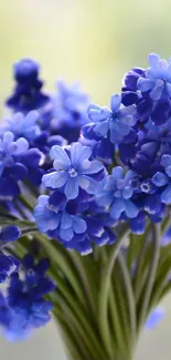 Vibrant blue flowers bouquet against a soft-focused background.