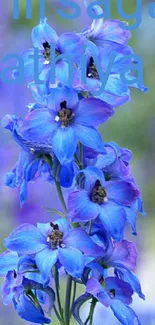 Blue delphinium flowers on serene background mobile wallpaper.