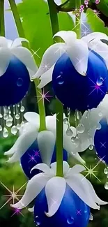 Vibrant blue flowers with white petals and dewdrops.